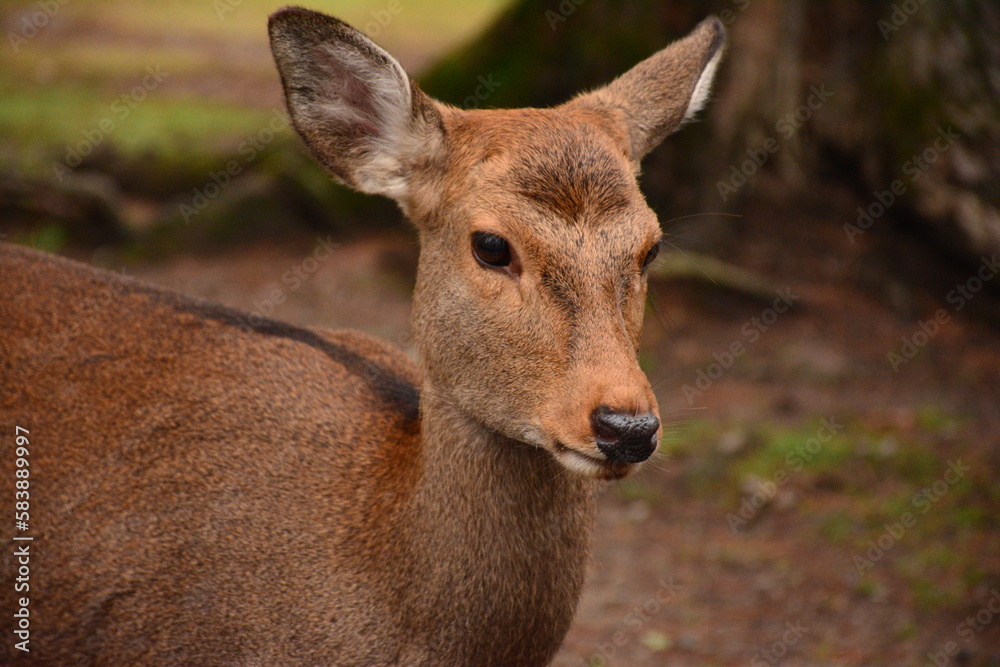 Deer in Nara park, Japan