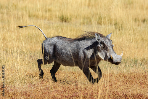 Canvas-taulu A Warthog in the savannah of Namibia