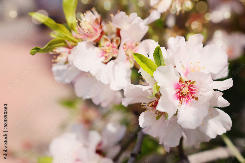 background of spring almond blossoms tree. selective focus background of spring almond blossoms tree. selective focus