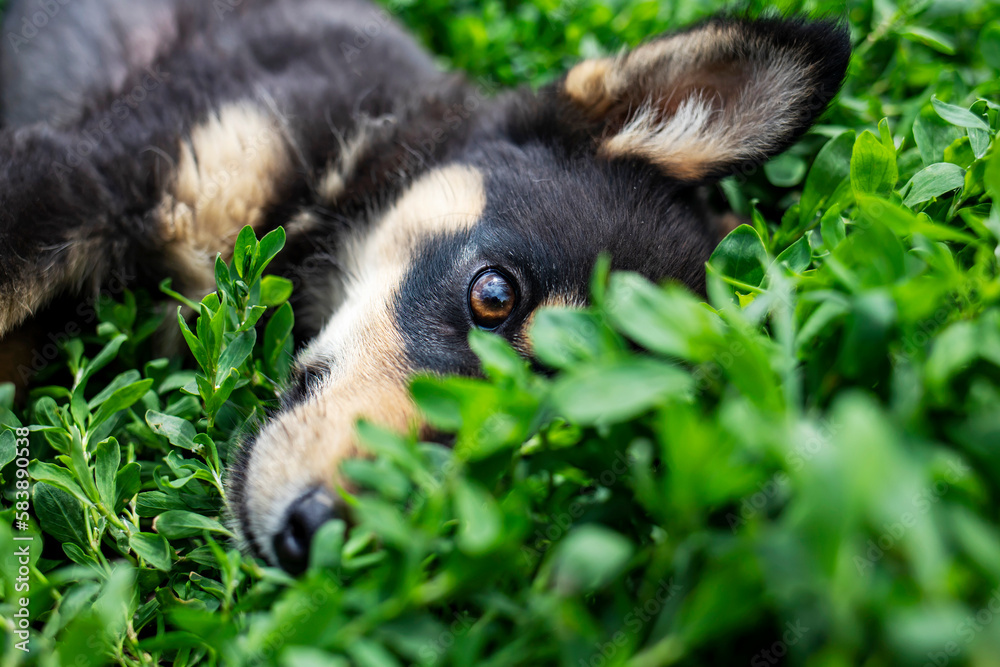 Φωτογραφία Funny little playful puppy lying on fresh green grass on a warm summer day