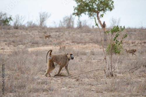 stavo east national park in kenya