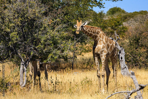 Photography Giraffe in the Etosha Park in Namibia