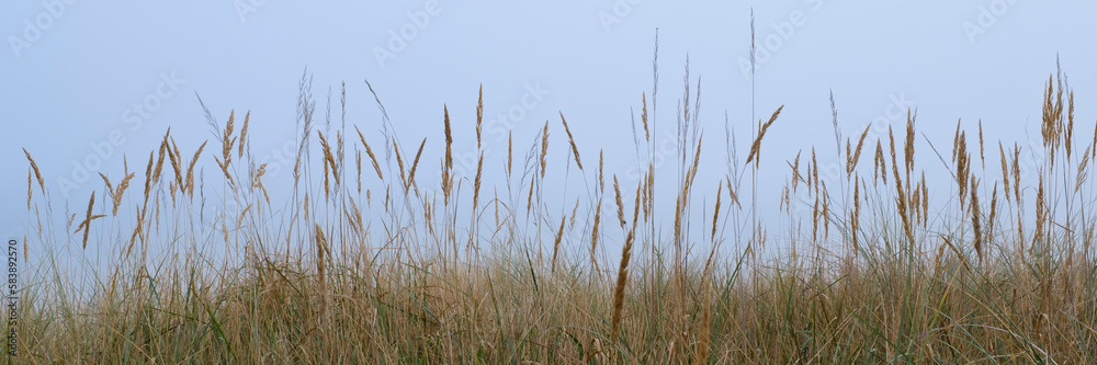 Strandroggen, Dünengras an der Ostsee, Schleswig-Holstein, Deutschland, Europa Strandroggen, Dünengras an der Ostsee, Schleswig-Holstein, Deutschland, Europa