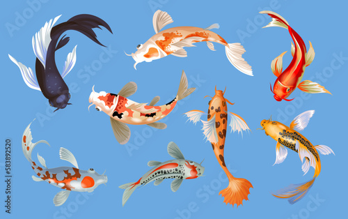 Koi fish vector illustration japanese carp and colorful oriental koi in Asia set of Chinese goldfish and traditional fishery isolated background