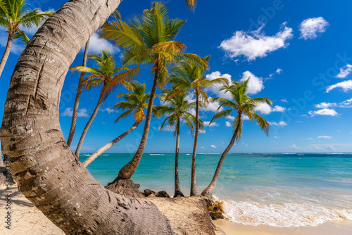View of palm trees and sea at Bavaro Beach, Punta Cana photo