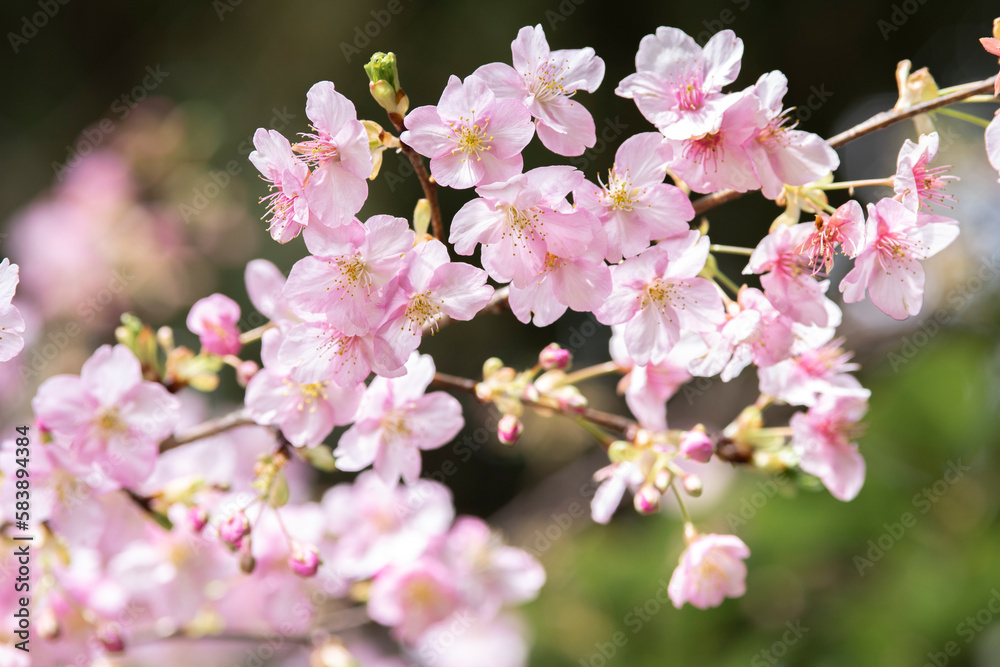 Fototapeta premium 桜が咲きました。春の訪れ。