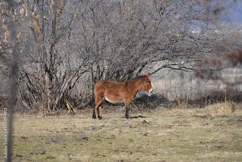 burro en medio del prado 