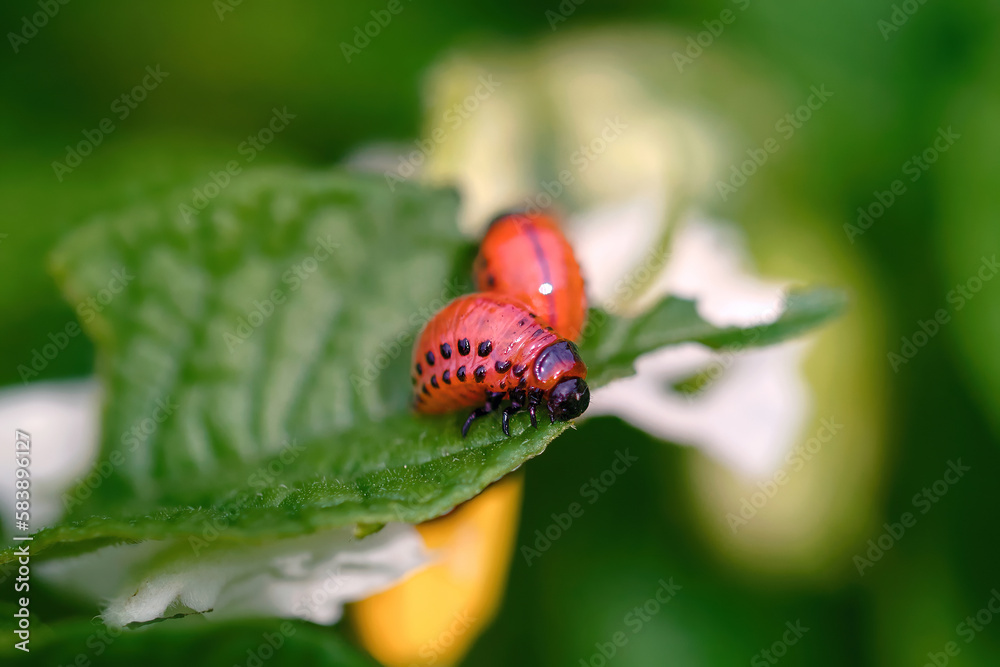 Colorado potato beetle eats green potato leaves close up. Instar stage