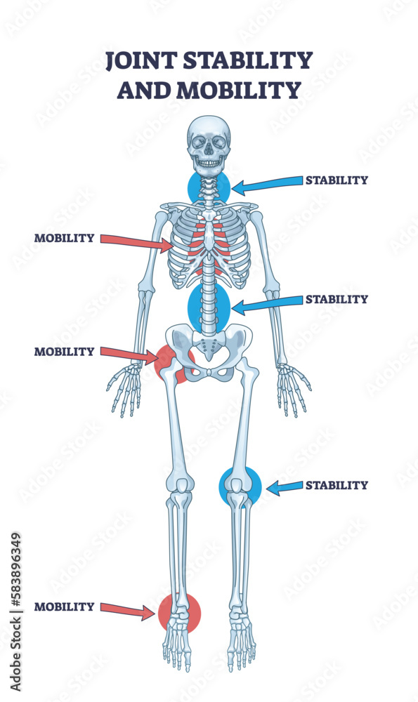 Joint stability or body mobility skeletal bone division outline diagram. Labeled educational anatomical scheme with skeleton functions as spinal, chest, hip, knee or ankle purpose vector illustration Joint stability or body mobility skeletal bone division outline diagram. Labeled educational anatomical scheme with skeleton functions as spinal, chest, hip, knee or ankle purpose vector illustration