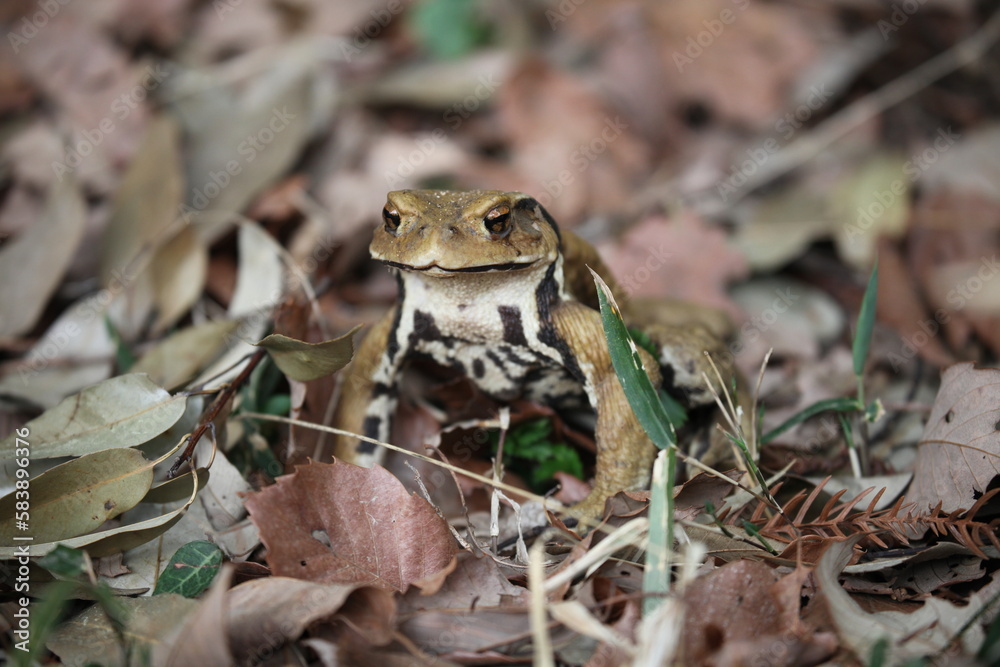 Naklejka premium カエルの目覚め