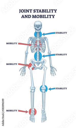 Joint stability or body mobility skeletal bone division outline diagram. Labeled educational anatomical scheme with skeleton functions as spinal, chest, hip, knee or ankle purpose vector illustration