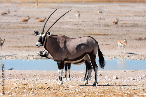 Oryx Antilope in the Etosha Park Namibia