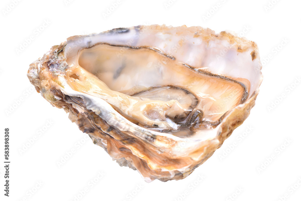 Fresh oyster isolated 