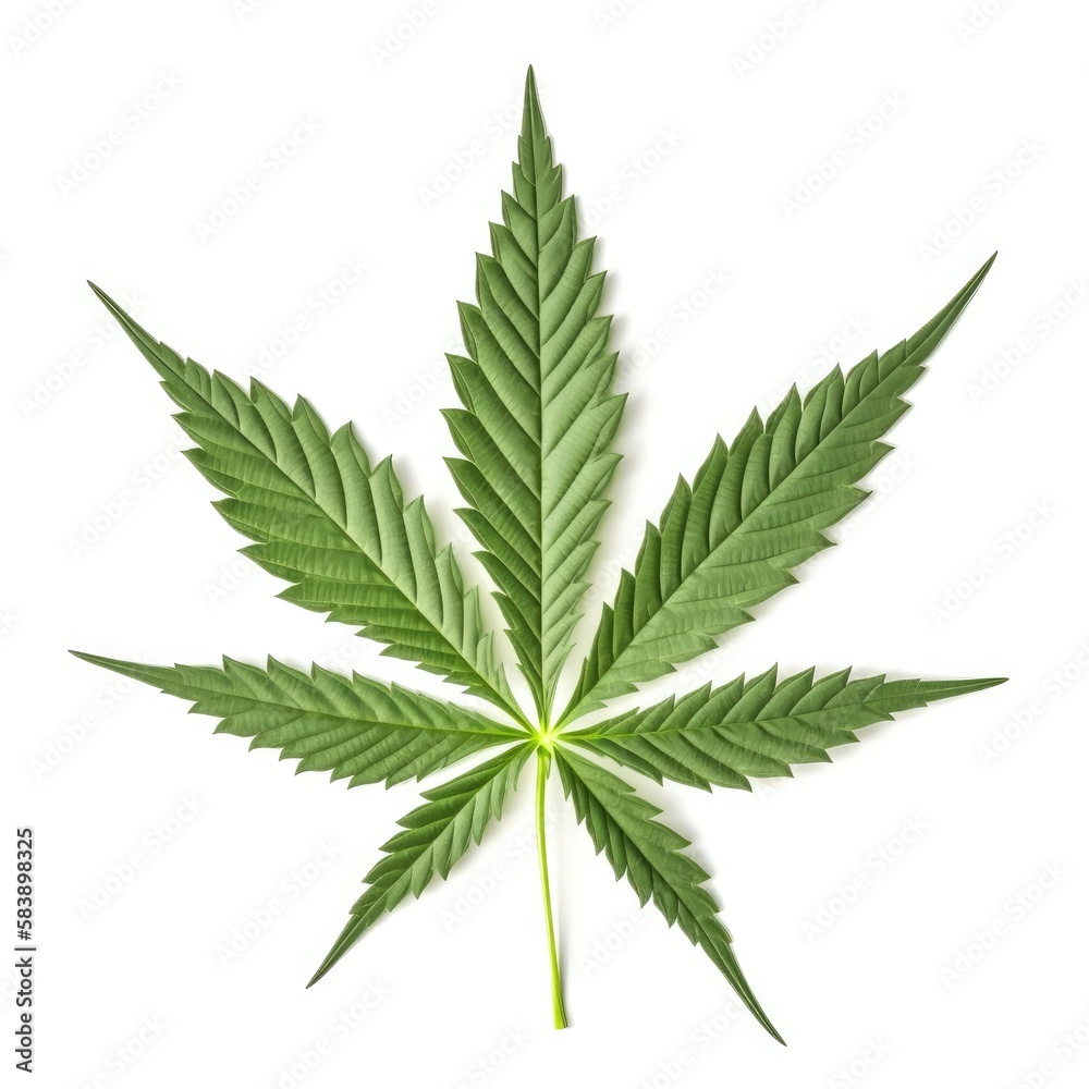 Cannabis hemp plant leaf with white background Generative AI Illustration Cannabis hemp plant leaf with white background Generative AI Illustration