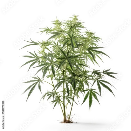 Cannabis hemp plant with white background Generative AI Illustration