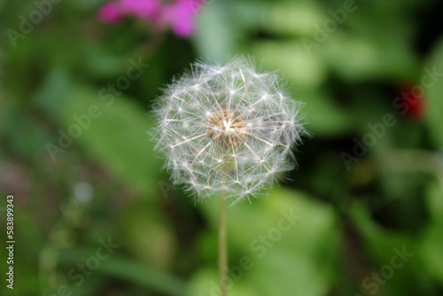 Dandelion with seeds blowing away in the wind. Dandelion seeds in nature on green background