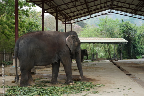 elephant in the elephant home camp amazing in Thailand