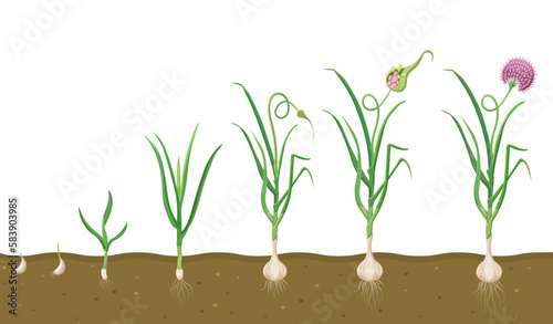 Growth of garlic in soil. Cycle of growing vegetables. Plant growth cycle in biology