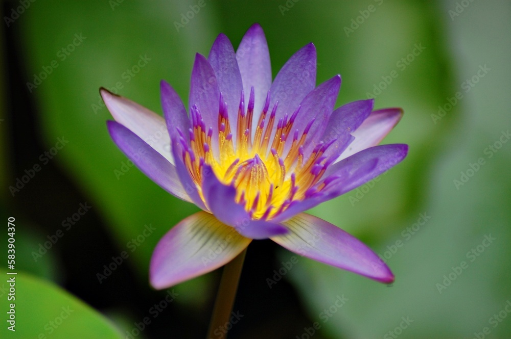 Nymphaea Flower, violet Nymphaea from Thailand, close up macro nature, bokeh background Nymphaea Flower, violet Nymphaea from Thailand, close up macro nature, bokeh background