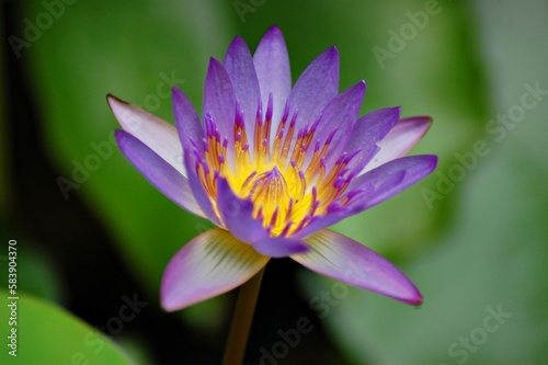 Nymphaea Flower  violet Nymphaea from Thailand  close up macro nature  bokeh background