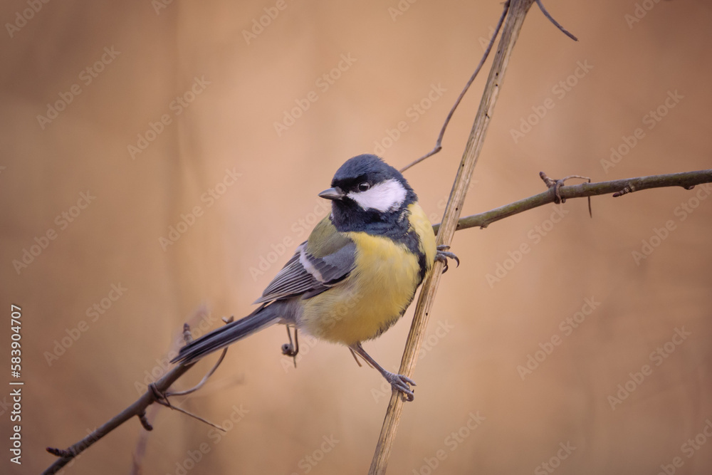 Fototapeta premium Vogel