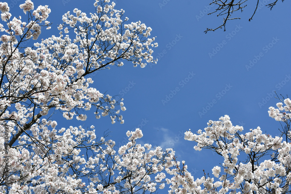 青空に映える満開の越の彼岸桜
