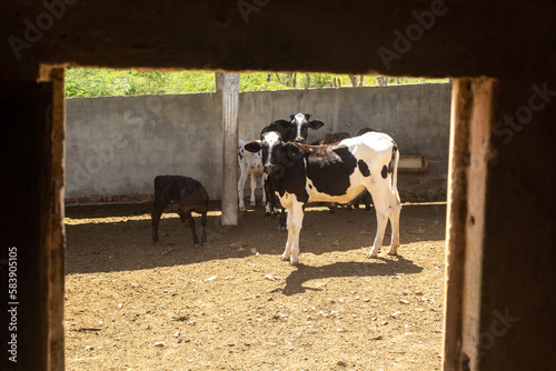 calves in the corral of a farm in northeastern Brazil