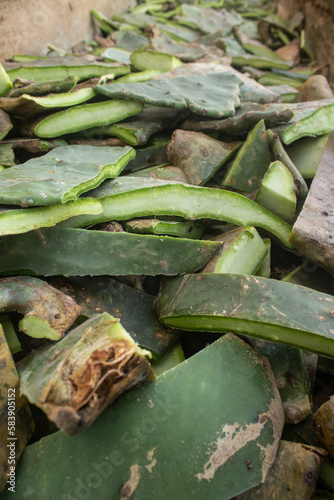 Close-up image of cactus pear pieces in a corral