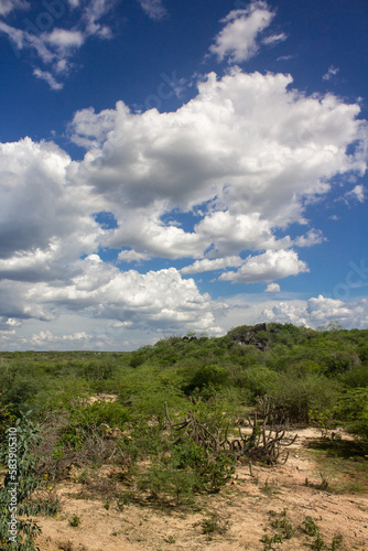 Partial view of vegetation in a region in the interior of northeastern Brazil