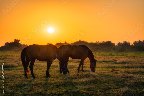 Two horses standing and grazing on a field at early morning, sunrise, with forest in a background. Horse silhouette. Gniew, Poland