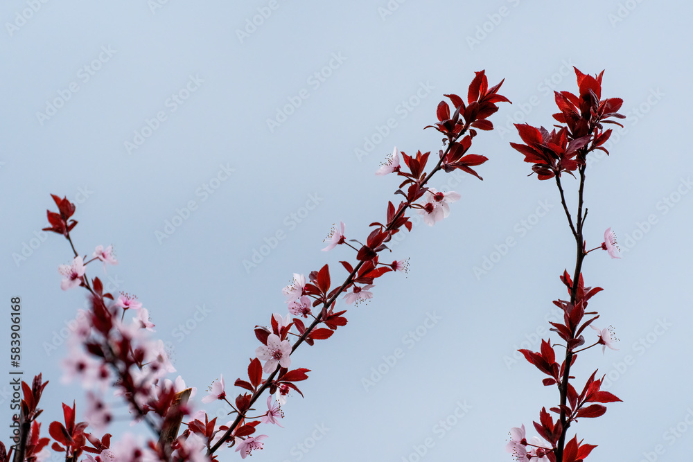 Branches of the almond tree in blossom with white flowers and black leaves in spring Branches of the almond tree in blossom with white flowers and black leaves in spring