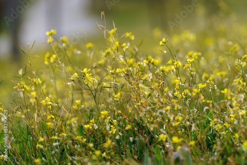 Wallpaper with yellow flowers and blurred background in springtime © Gustavo Palacios