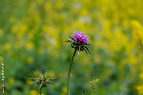 Photos Centaurea nigra is a species of flowering plant in the family Asteraceae known by the common names lesser knapweed, common knapweed and black knapweed