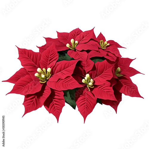 red poinsettia isolated on white - poinsenttia on white background - Christmas Flowers - Generative AI