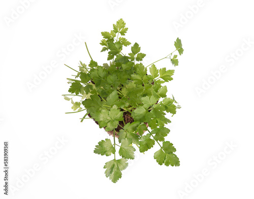 Garden parsley plant to sow in the vegetable garden in March. Plants isolated with soil. Top view, on white or transparent background. Agriculture. Plant for cooking. Lifestyle, ecological.