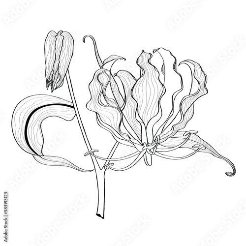Background with gloriosa superba: gloriosa superba plant, leaves and gloriosa superba flowers. Cosmetic, perfumery and medical plant. Line hand drawn illustration.