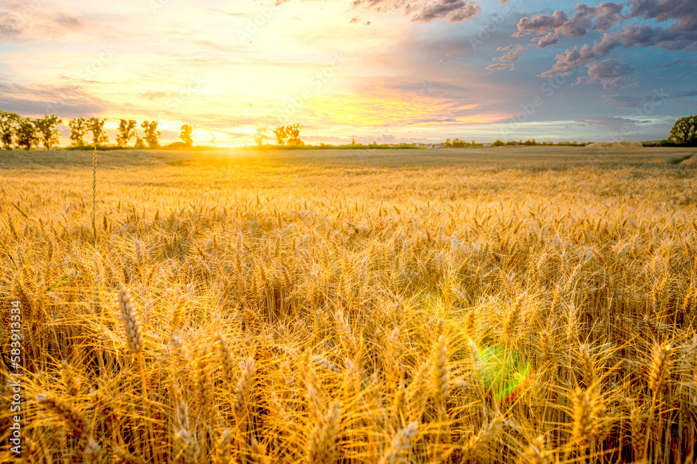 Obraz premium Getreidefeld, Landwirtschaft, Deutschland