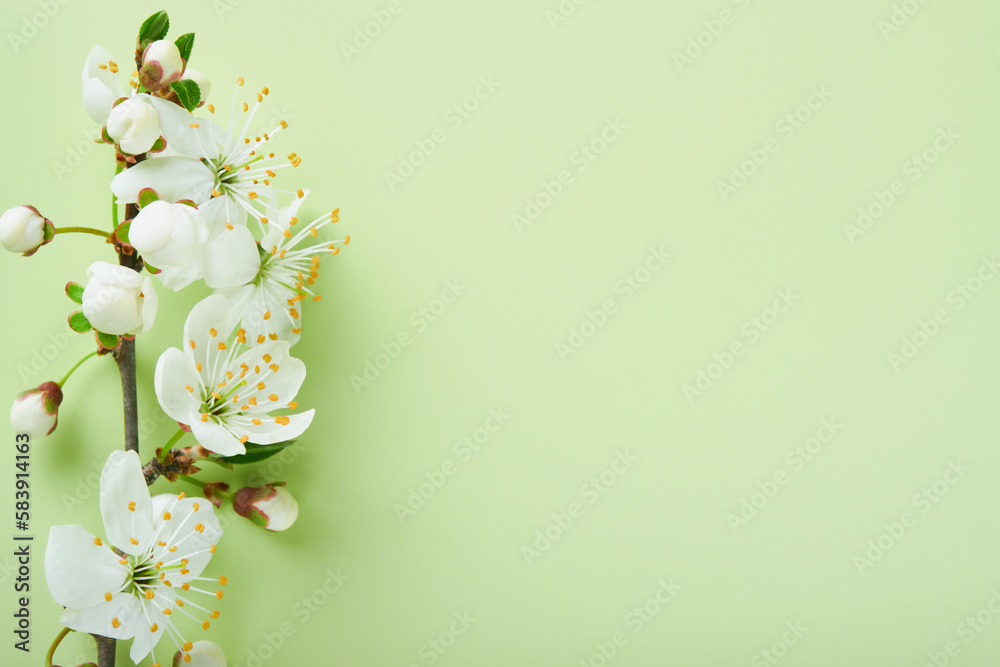Spring Cherry Blossom. Abstract background of macro cherry blossom tree branch on green background. Happy Passover background. Spring womens day concept. Easter, Birthday, womens or mothers holiday.