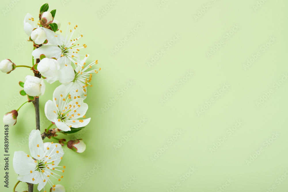 Spring Cherry Blossom. Abstract background of macro cherry blossom tree branch on green background. Happy Passover background. Spring womens day concept. Easter, Birthday, womens or mothers holiday. Spring Cherry Blossom. Abstract background of macro cherry blossom tree branch on green background. Happy Passover background. Spring womens day concept. Easter, Birthday, womens or mothers holiday.