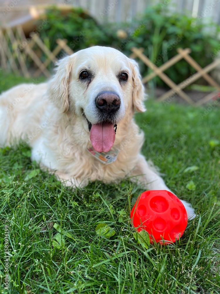 Adult male golden retriever with red ball Adult male golden retriever with red ball