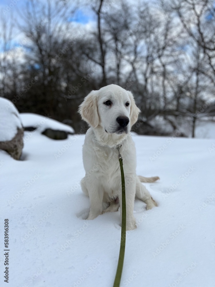 4-month old English golden retriever sitting in snow