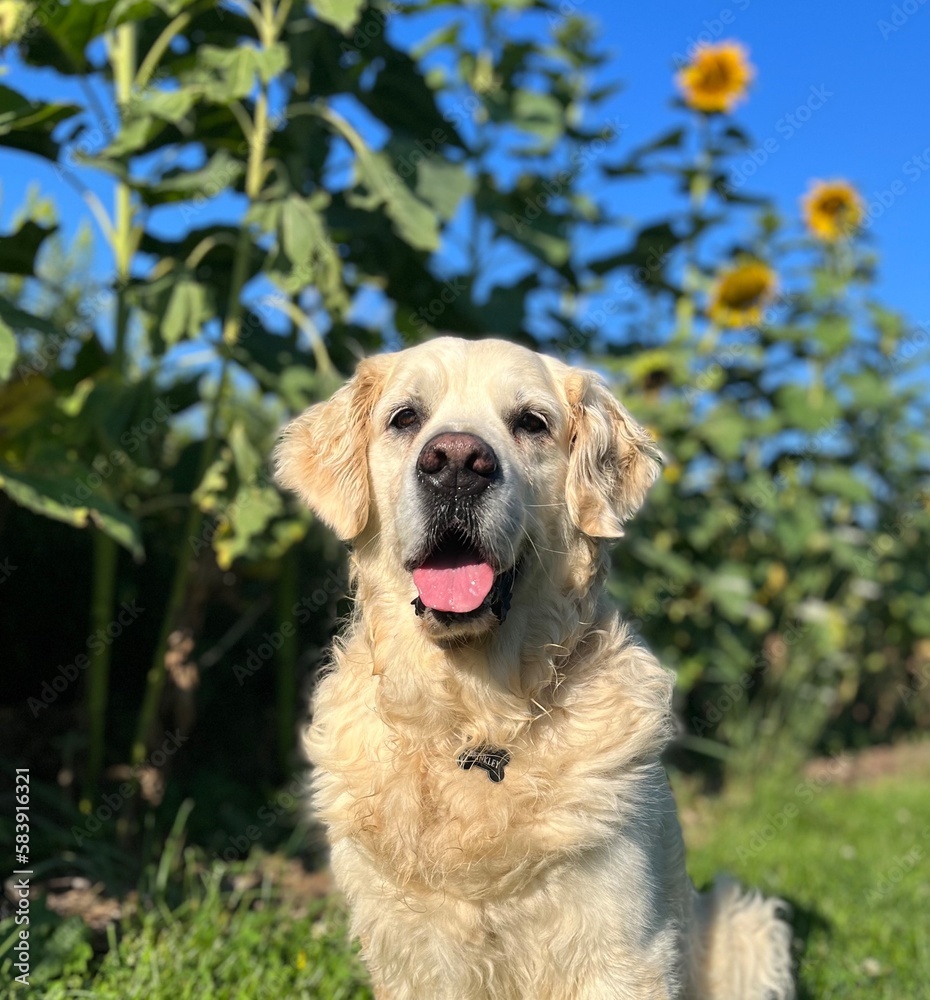 Headshot of English Golden Retriever in sunflowers Headshot of English Golden Retriever in sunflowers