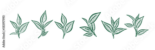 Green tea leaves. Hand drawn, vector.	
