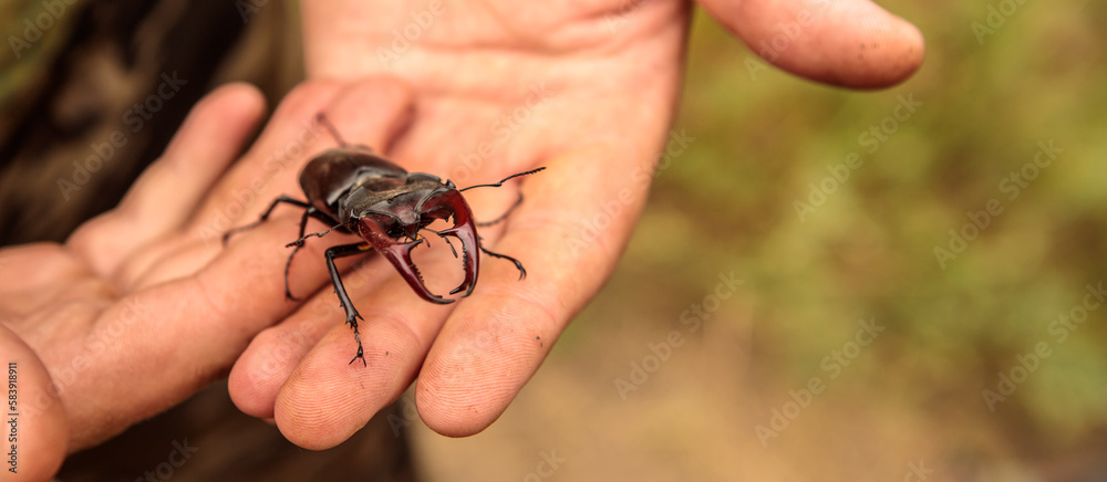 a male stag beetle in the arms of a male naturalist.