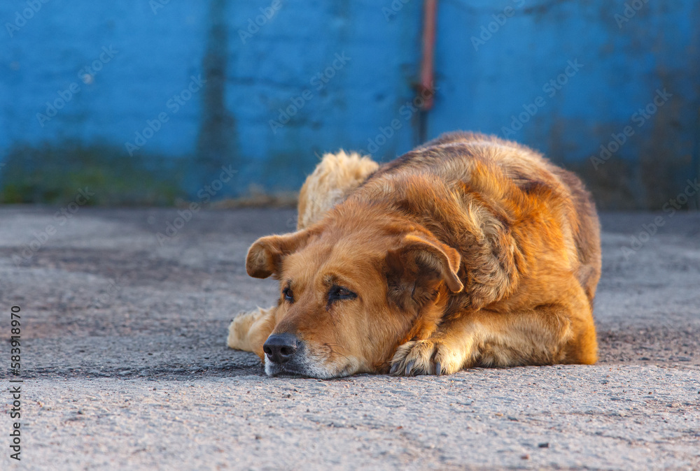 A large red guard dog is lying on the asphalt guarding the territory. Watchdog during rest. A red-haired street dog lies on the asphalt on a sunny day. A large red guard dog is lying on the asphalt guarding the territory. Watchdog during rest. A red-haired street dog lies on the asphalt on a sunny day.