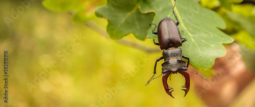 male stag beetle stag on oak branches.