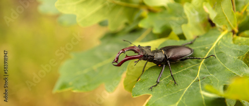 male stag beetle stag on oak branches.
