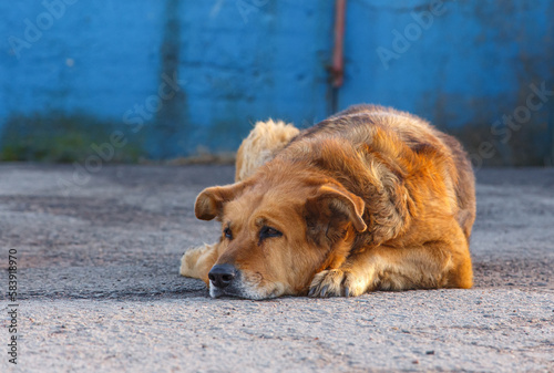 A large red guard dog is lying on the asphalt guarding the territory. Watchdog during rest. A red-haired street dog lies on the asphalt on a sunny day.