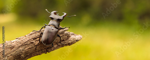 Fotografie male stag beetle in natural habitat.