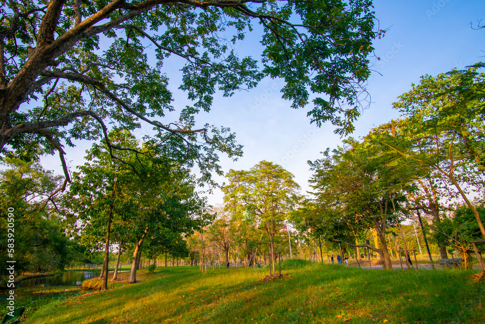Obraz premium Sunset light in city public park with green tree forest